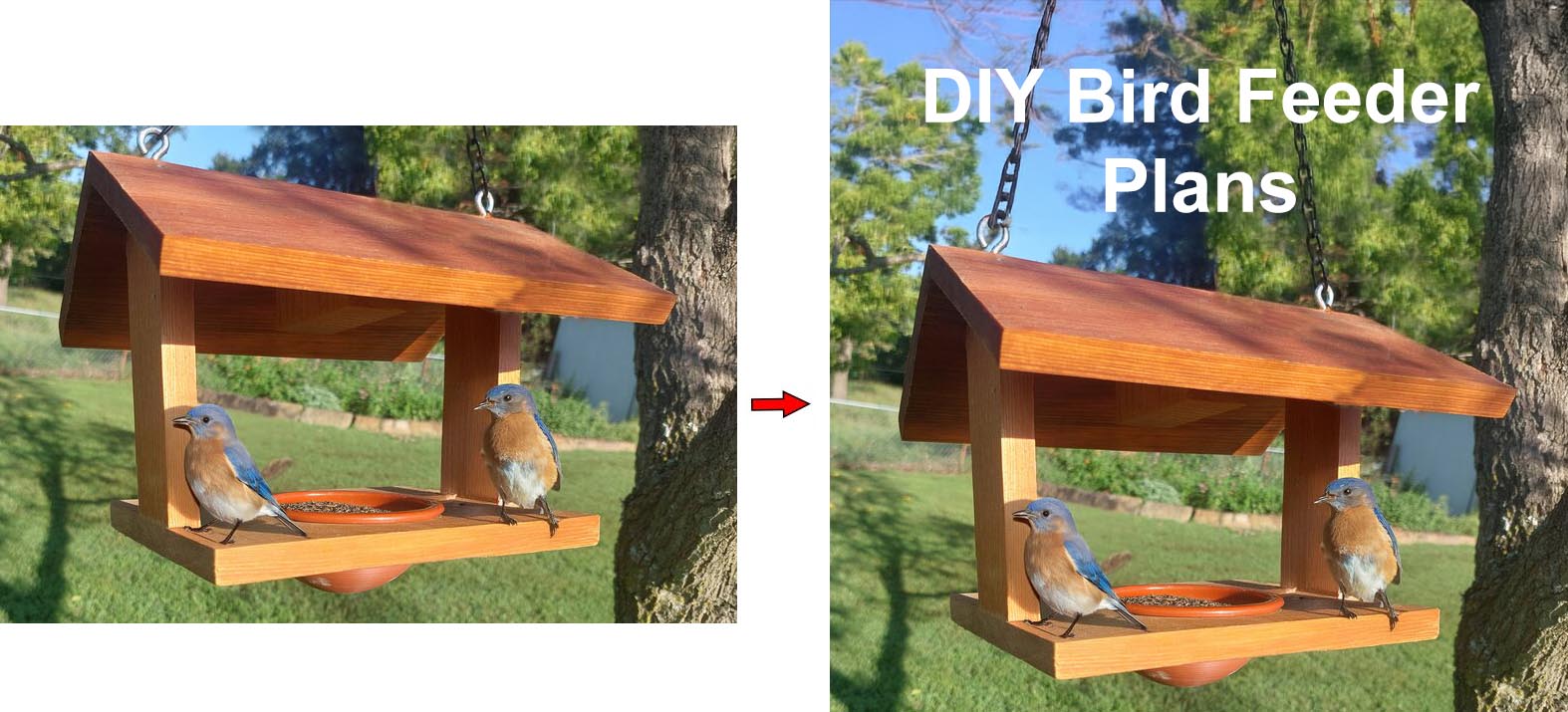 Bird Feeder Combined